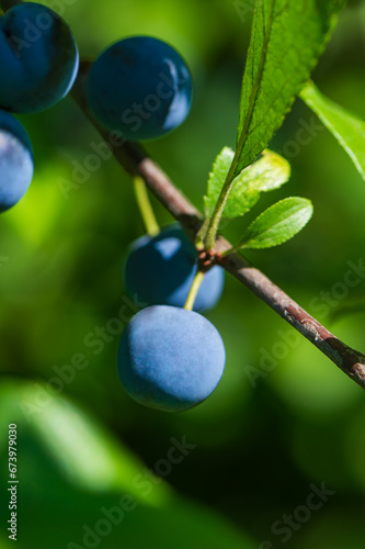 Ripe berries Prunus spinosa on a branch.