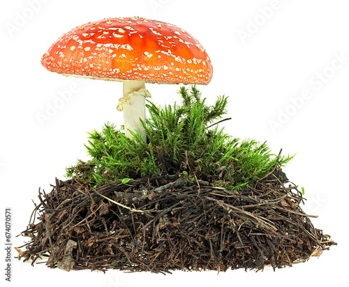 Forest soil and green moss with fly agaric mushroom on a white background