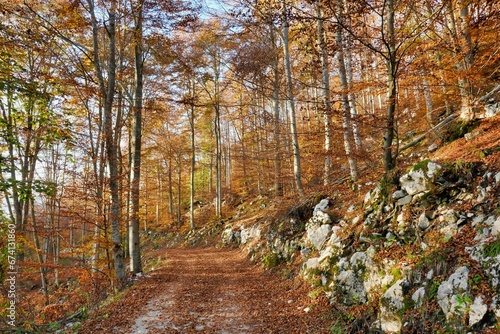 road in autumn forest, photo as a background , autumn foliage in cansiglio, belluno veneto italy