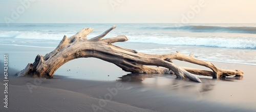 Waves rolling on the shore carry pieces of weathered wood from the sea