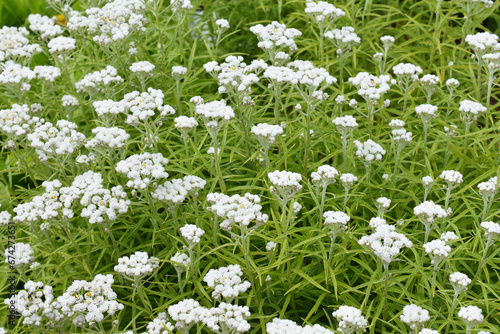 western pearly everlasting Anaphalis margaritacea flowering in a field