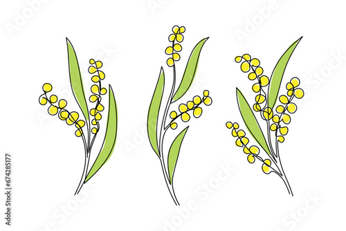 Continuous line drawing blooming mimosa branches set. One line drawing golden wattle isolated on white background.