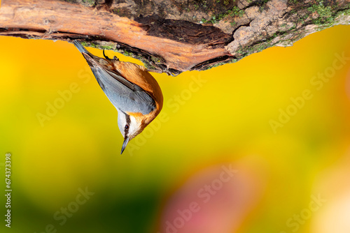 Cute little bird. Impressive clean nature background. Bird: Eurasian Nuthatch. (Sitta europaea).