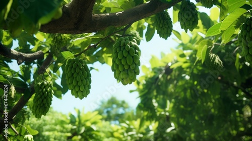 A soursop tree in a lush tropical orchard, laden with ripe fruits.