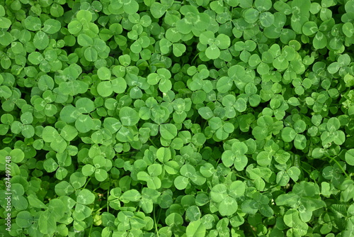 green clover leaves as background, clover leaf texture, Patrick's day symbol 