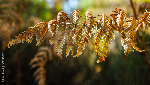 Macro de feuilles de fougère d'un jaune éclatant, photographiées pendant l'heure dorée, dans la forêt des Landes de Gascogne