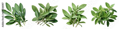 Sage leaves Hyperrealistic Highly Detailed Isolated On Transparent Background Png File