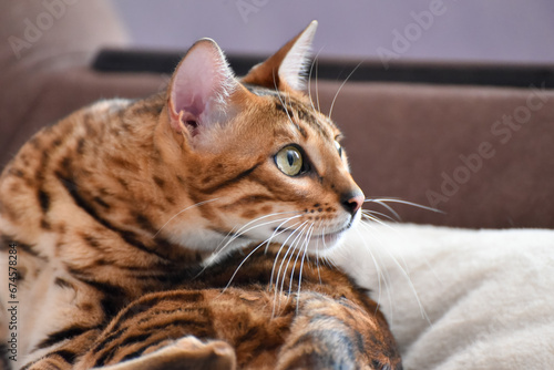 Portrait of adult bengal cat looking distance, pet