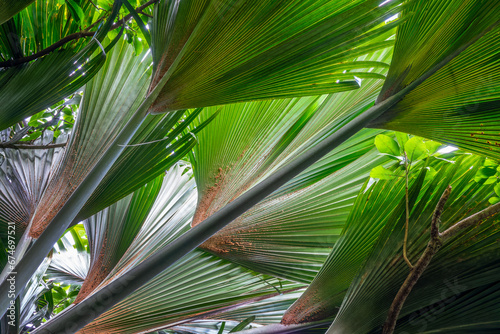 Coco de mer tree (sea coconut) giant palms leaves close up , Vallée de Mai, Seychelles