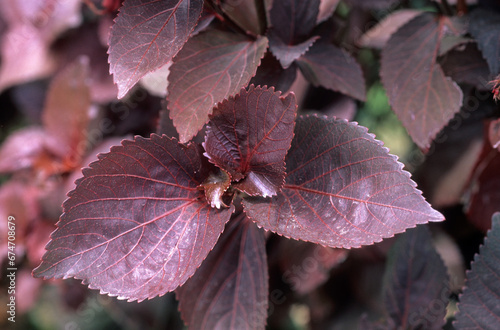 Coleus blumei, Coleus