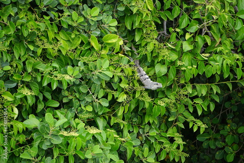 Iguana reposando en las hojas con frutales