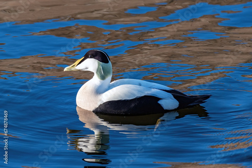 The Common Eider. Flocks of these large sea ducks enliven northern coastlines. Males are white and black with a soft suffusion of green on the nape. Immature males are black and white.