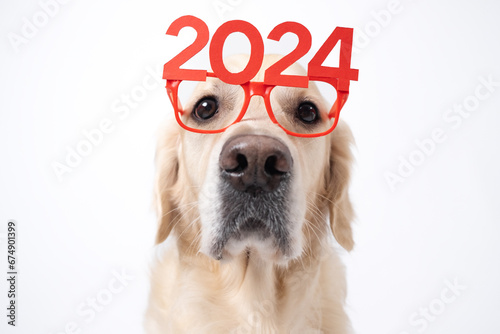 Dog wearing glasses 2024 for new year. Golden retriever for Christmas sitting on white background with red glasses. Postcard with space for text for new year with pet.