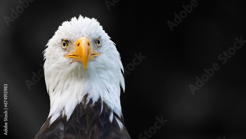 american bald eagle in the snow