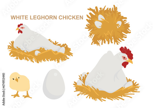 White Leghorn Chickens on nest