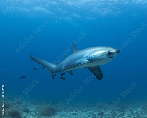 Thresher Shark