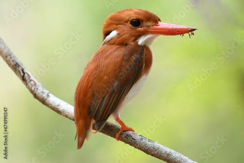 Closeup shot of Madagascar pygmy kingfisher perched on a tree branch.