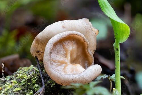 Closeup of a bleach cup mushroom (disciotis venosa) in spring