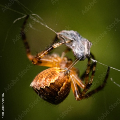 Macro shot of a spider on the cobweb with prey.