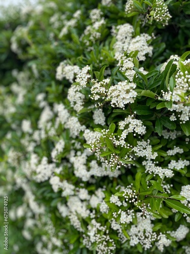 Vertical closeup of white Photinia serratofilia flowers growing on a green shrub