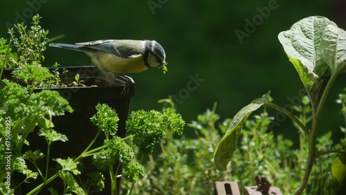Closeup of a cheerful Blue Tit perched on a plant in a lush green