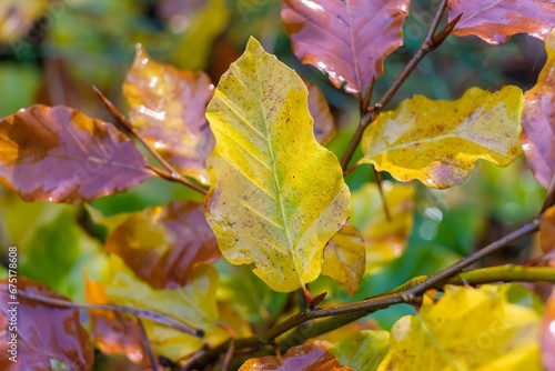 gałąź kolorów jesiennych leśnych liści