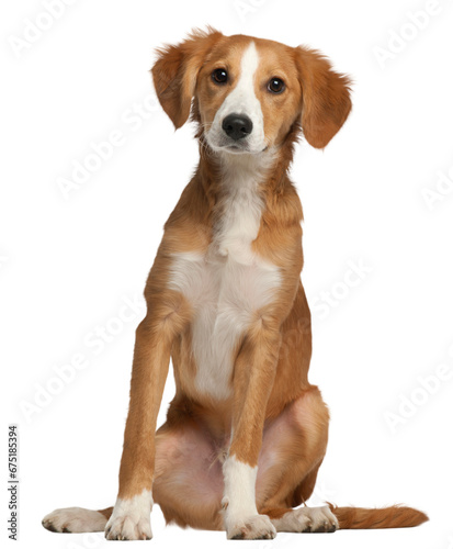 Mixed-breed puppy, 4 months old, sitting in front of white background