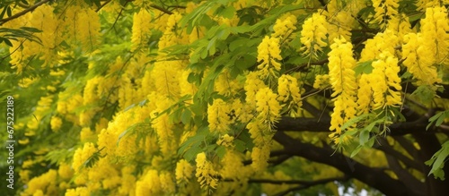 In the background of the lush green nature a magnificent tree adorned with golden leaves stands tall showcasing the beauty of the Laburnum Anagyroides commonly known as the Golden Chain pla