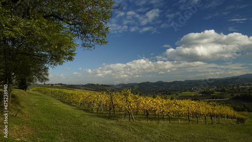 Vigneti in autunno. Colline di castelvetro terra del Lambrusco. Provincia di Modena. Emilia Romagna. Italia