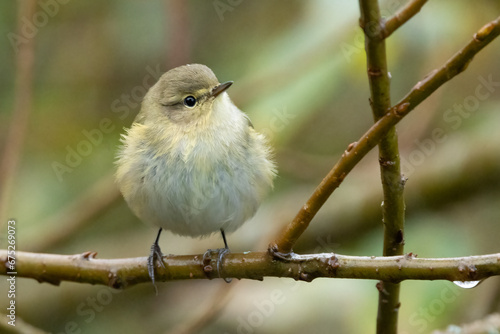 Zilpzalp oder Weidenlaubsänger (Phylloscopus collybita)