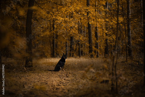 Czarny kundel pozuje do zdjęcia w otoczeniu jesiennych liści w lesie