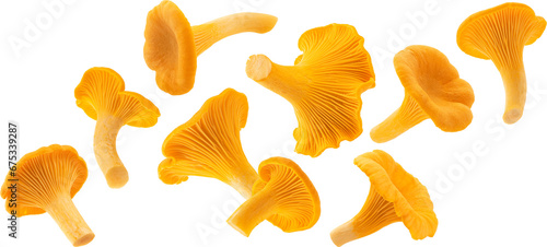 Falling Chanterelle mushrooms isolated