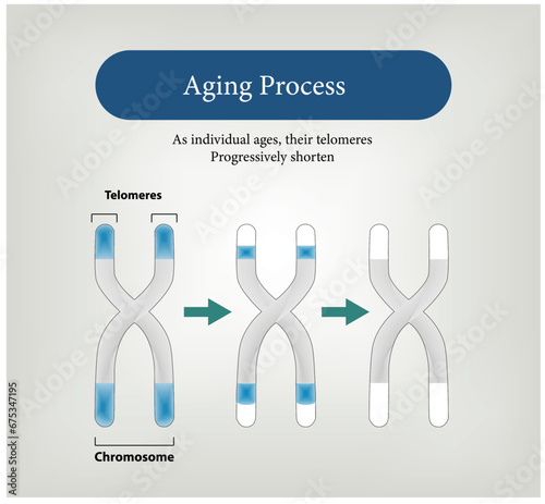 Aging Process, As individual ages, their telomeres Progressively shorten