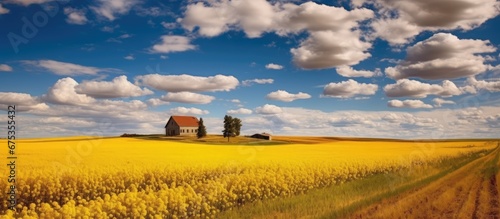 In Canada the yellow fields of a farm are surrounded by breathtaking nature and a vibrant blue sky creating a picturesque landscape filled with clouds dancing above while agriculture and far