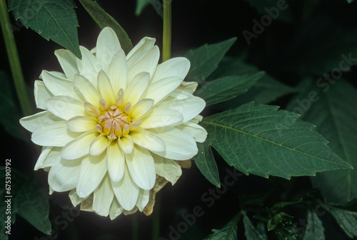 Dahlia x 'Water Lilly', Dahlia winny