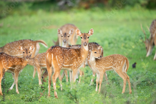 A group of deers together at Yala National Park, Sri Lanka