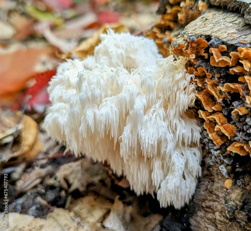 Lions mane mushroom in the forest 