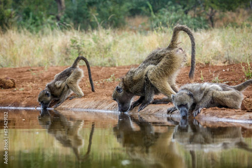 Three Chacma baboon drinking backlit in waterhole in Kruger National park, South Africa ; Specie Papio ursinus family of Cercopithecidae