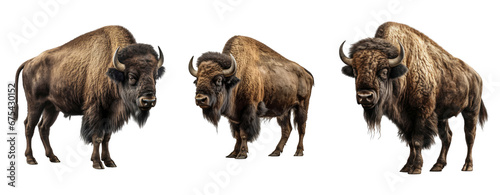 Set of Buffalo isolated on transparent background. Concept of animals.
