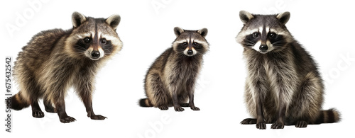 Set of Wildlife raccoon isolated on transparent background. Concept of animals.