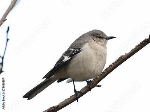 Small Northern Mockingbird songbird perched on a branch of a tree against a natural landscape