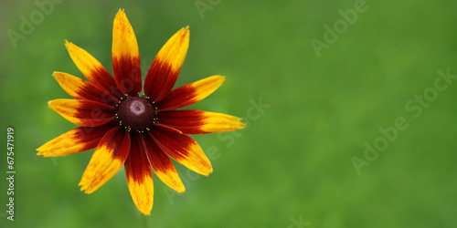 Close up Large flower of red and yellow daisy. Blooming rudbeckia Black-eyed Susan in the summer garden. Rudbeckia Hirta. Wild flower in nature. Beautiful yellow flower. Floral background. 