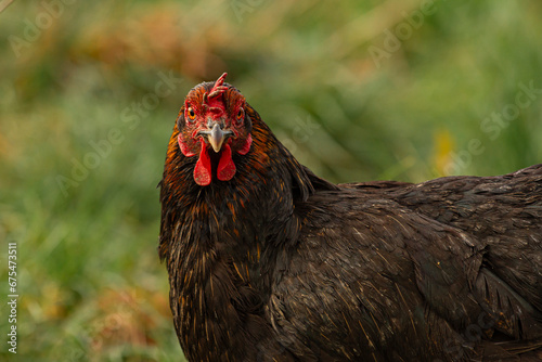 Czarna kura fotografia z bliska od frontu | Black hen close-up photo from the front