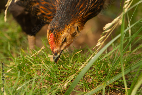 Czarna kura szukająca pożywienia | A black hen looking for food