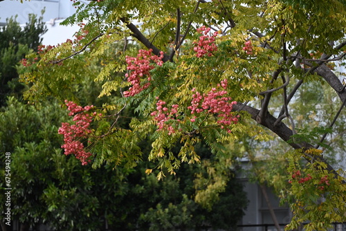 Flamegold rain tree ( Koelreuteria henryi ) fruits and seeds. Sapindaceae deciduous tropical tree.The fruit is a capsule that turns reddish-brown in autumn and contains seeds. Taiwan endemic species.