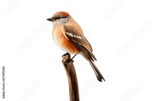 Somali sparrow isolated on transparent and white background