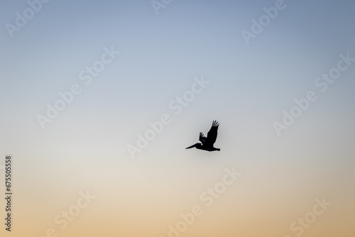 silhouette of a pelican on a sunset, image show the silhouette of pelican in the san francisco bay flying across the photo with the pacific ocean and beautiful sunset in the background, october 2023