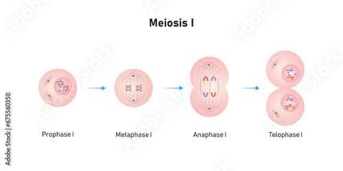 Meiosis 1 Phases Scientific Design. Vector Illustration.