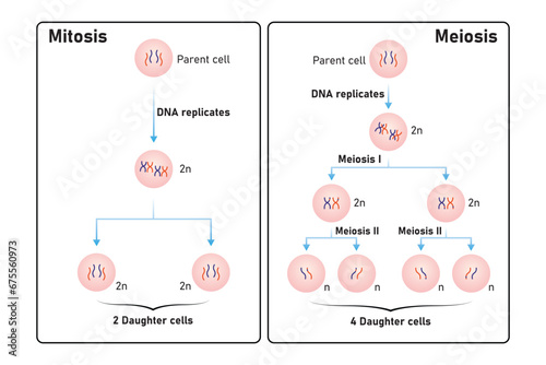 Mitosis and Meiosis Scientific Design. Vector Illustration.