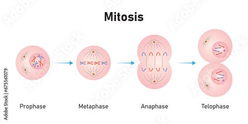 Mitosis Phases Scientific Design. Vector Illustration.